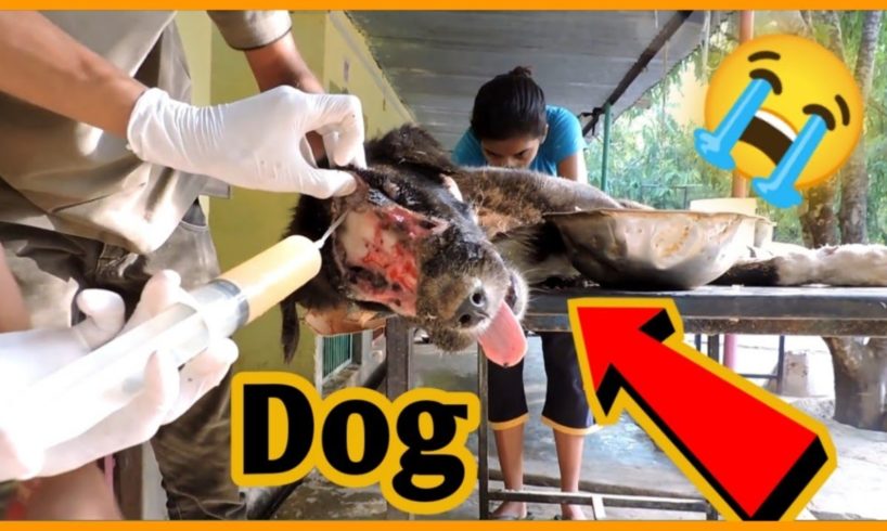 Rescue Team ने बचाई Dog की जान | Rescue Team save dog #shorts