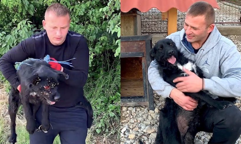 Rescue and transformation of abandoned dog with ticks tied up with a rope