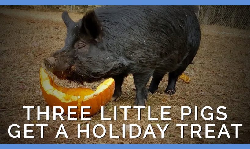 Rescued ‘Three Little Pigs’ Are Home for the Holidays