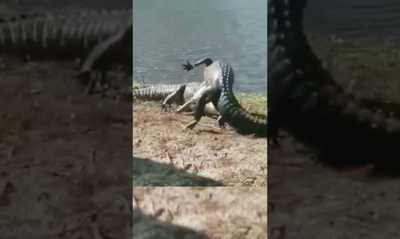 #SHORTS ANIMAL FIGHT CROC VS CROC REAL FIGHTS CAUGHT ON FILM