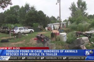 Toddler found in cage, hundreds of animals rescued from Middle TN trailer; three adults arrested