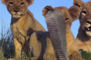 Top Animal Fights Caught On Camera #30 Old Leopard vs Sking cobra