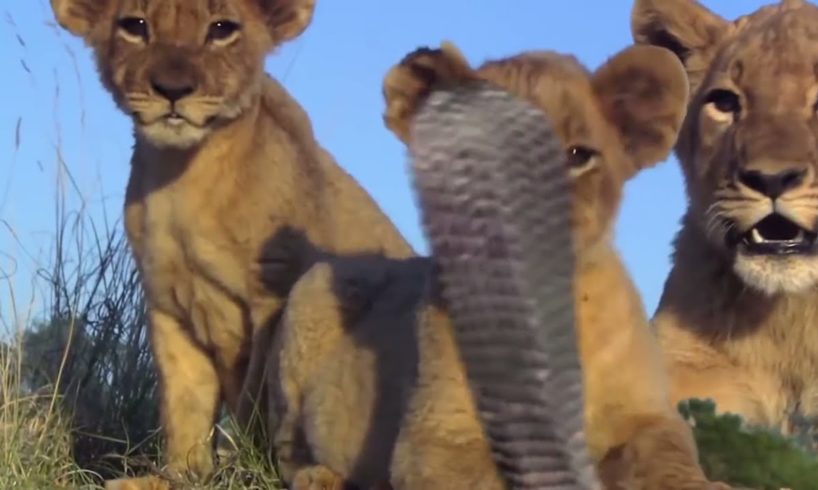 Top Animal Fights Caught On Camera #30 Old Leopard vs Sking cobra