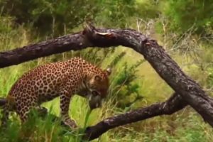 Top Animal Fights Caught On Camera #31 Leopard Hunting