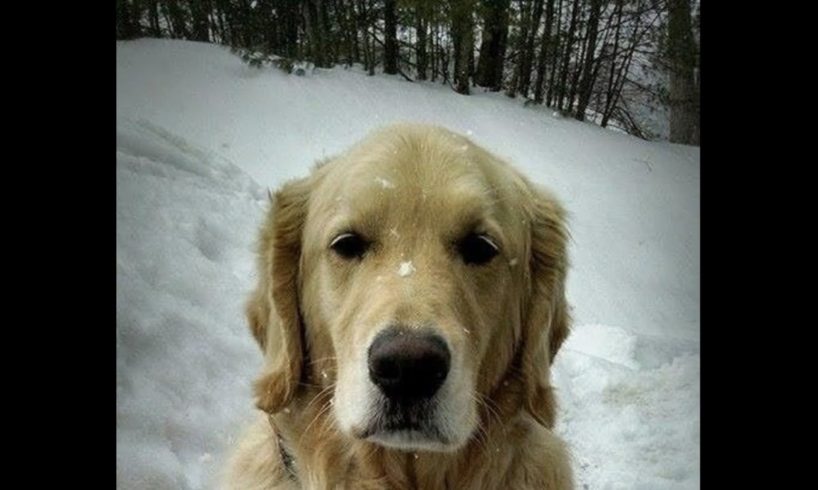 UPS Driver Thinks He’s Rescuing A Lost Dog Until Reads Note Around His Neck