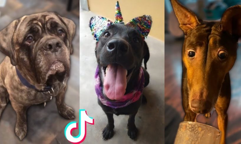 Ultimate Funniest Dogs & Cutest Puppies of TikTok Compilation 🥰