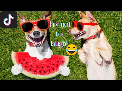 Ultimate Funniest Dogs and Cutest Puppies of TIKTOK