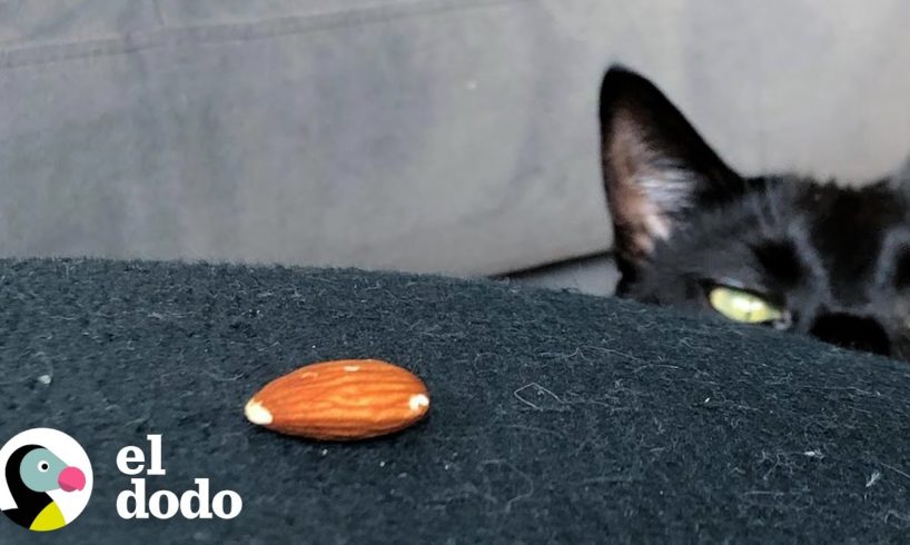 Un gato muy 'aterrador' está obsesionado con una almendra pequeña | Cat Crazy | El Dodo