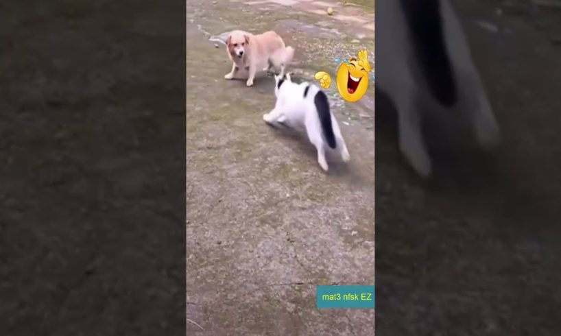 Very funny animal fights