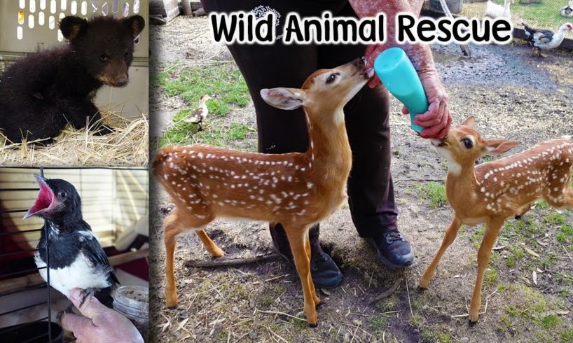 Wild Animal Rescues of 2021