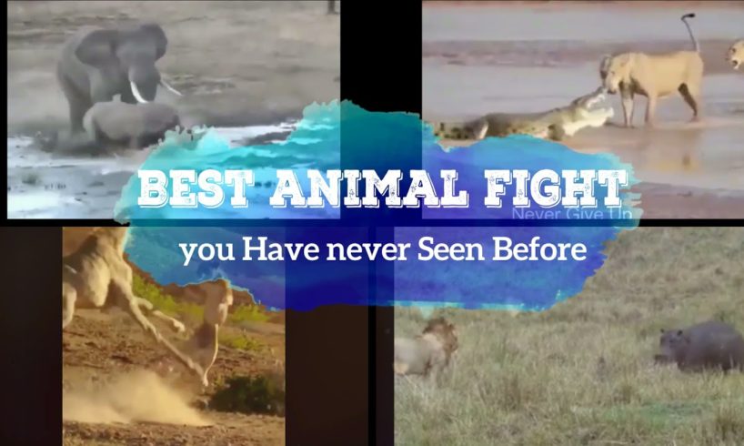 Wild animal Fights | Rihno vs Elephant | Crocodile vs Lion | Best Fight scene