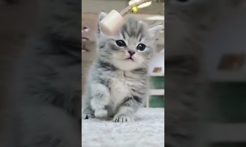 the cutest kitten.