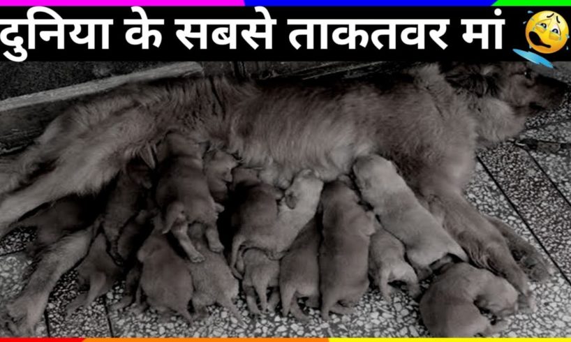 एक मां की ममता । #shorts #youtubeshorts । #dogs #dogslovers । #dogrescue ।#dogslife #bindassprakash