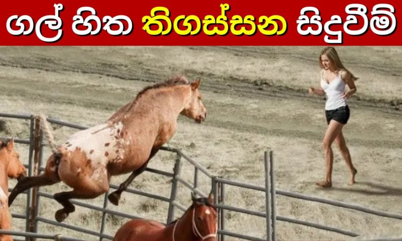 ගල් හිත් දියකරවන සිත්ගන්නා සුළු සිදුවීම් | Most Inspiring Animal Rescues Which Will Melt Your Heart