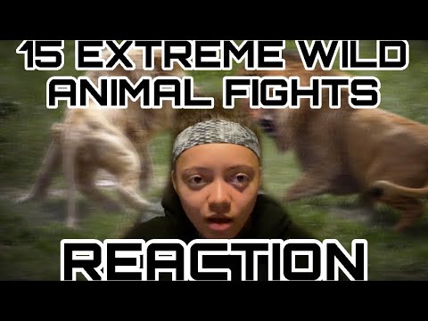 15 EXTREME WILD ANIMAL FIGHTS *REACTION*