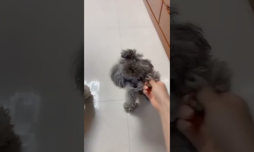 Cute Puppies Doing Funny Things, Cutest Puppies in Tiktok 2022 #Short3087