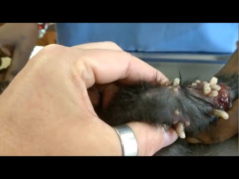 Removing Monster Mango worms From Helpless Dog ! Animal Rescue Video 2022 #7