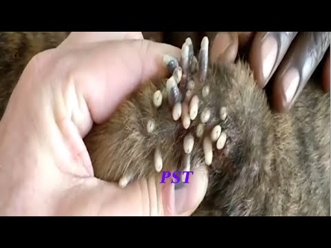 Removing Monster Ticks From Helpless Dog ! Animal Rescue Video 2022 #11