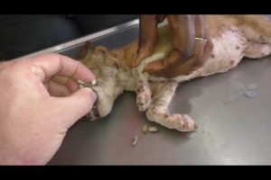 Removing mango worms from helpless dog - Rescue Videos 2022 #9