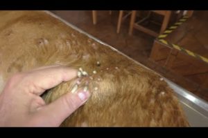 Removing mango worms from helpless dog - Rescue Videos 2022 #11