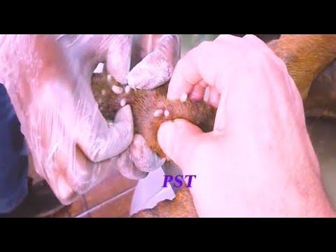 Removing mango worms from helpless dog - Rescue Videos 2022 #15