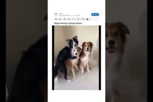 Funny Dogs of TikTok Compilation ❤️❤️❤️ Cutest Puppies ❤️❤️