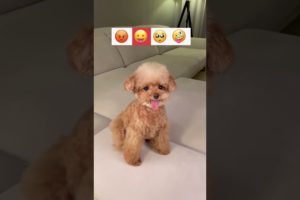 Funny Dogs of TikTok Compilation ~ Cutest Puppies 😡😛🥺🤪