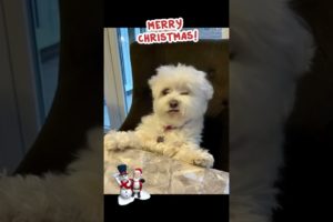 Funny Dogs of TikTok Compilation 🥺🥰 Cutest Puppies 🤣🤣🤣❤️