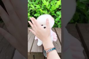 Funny Dogs of TikTok Compilation ~ Cutest Puppies