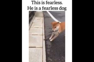 Funny Dogs of TikTok Compilation 🤣🤣🤣 Cutest Puppies 😂😂😂