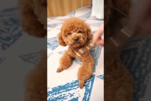 Funny Dogs of TikTok Compilation 😅😅 Cutest Puppies 😅😅