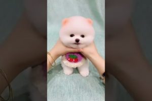 Funny Dogs of TikTok Compilation 😜☺😉 Cutest Puppies 😜☺😉