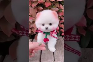 Ultimate Funniest Dogs and Cutest Puppies of TIKTOK Compilation