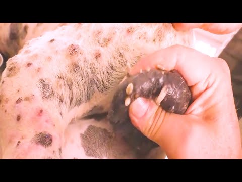 Removing Monster Mango worms From Helpless Dog ! Animal Rescue Video 2022 #11