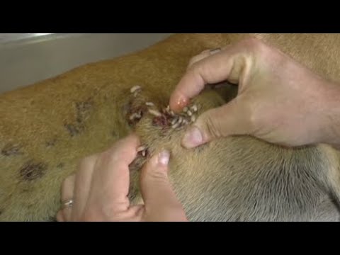 Removing Monster Mango worms From Helpless Dog! Animal Rescue Video 2022 #29