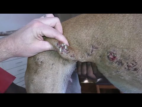 Removing Monster Mango worms From Helpless Dog ! Animal Rescue Video 2022 #3