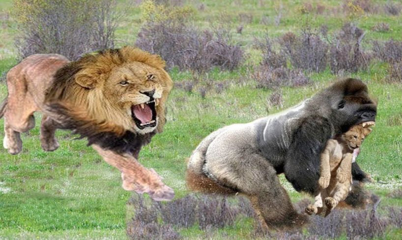 Amazing Wild Animal Fights Caught On Camera, monkey vs python, Lion, leopard, wild boar