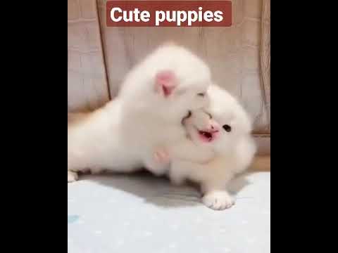 Animals" most beautiful cutest puppies 🐶