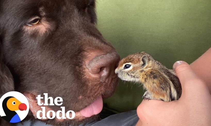 Baby Chipmunk Burrows Into Giant 115-Pound Dog's Fur | The Dodo