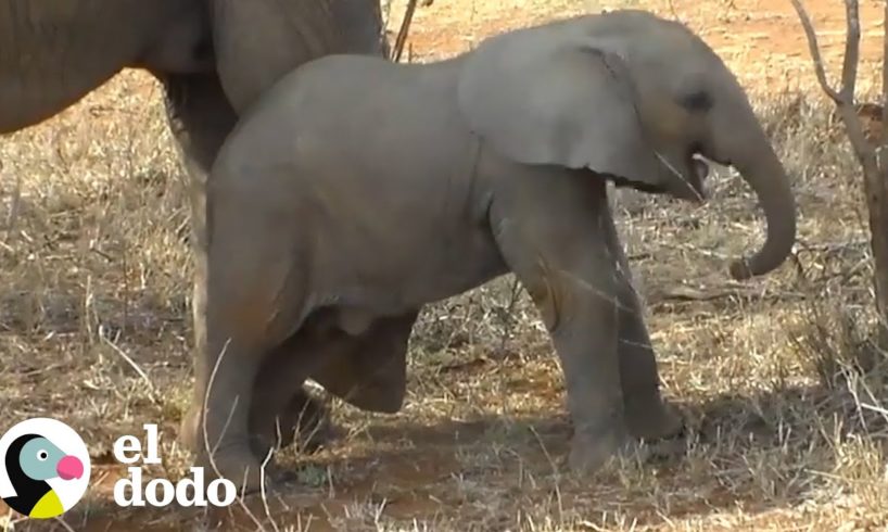 Bebé elefante sonríe cuando aprende una nueva lección importante | El Dodo