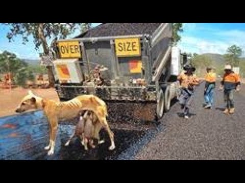 🐶 Best Inspiring Animal Rescues Of The Year  (2021) TOP 5 ANIMAL RESCUES OF (REAL LIFE HEROES)