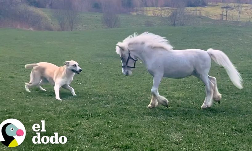 Caballo miniatura le encanta recibir besos de su perro favorito | El Dodo