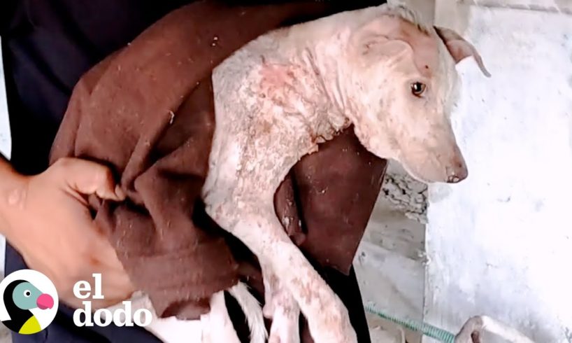 Cachorro estaba sin vida hasta que escuchó a sus rescatadores | El Dodo