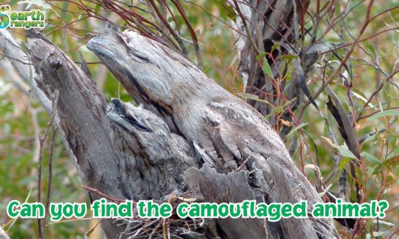 Can you find the camouflaged animals?