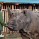 Chico cuida a los dos últimos rinocerontes blancos del norte de la Tierra | Dodo Héroes | El Dodo