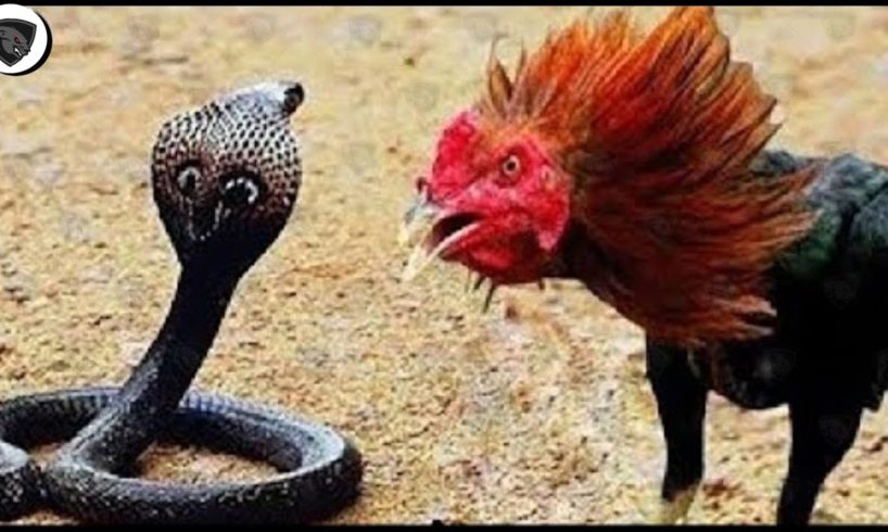 Courageous Rooster Leaps Forward To Hit A Big Snake || Wild Animals Fighting