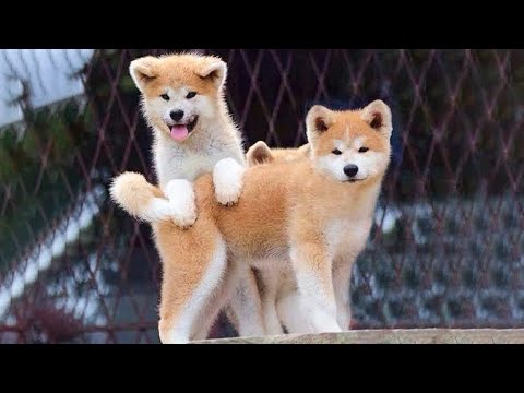 🐶Cute Puppies Doing Funny Things 2022🐶 #2 Cutest Dogs