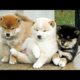 🐶Cute Puppies Doing Funny Things 2022🐶 #5 Cutest Dogs