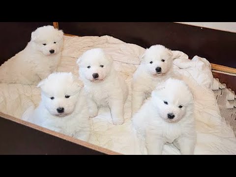 🐶Cute Puppies Doing Funny Things 2022🐶 #6 Cutest Dogs