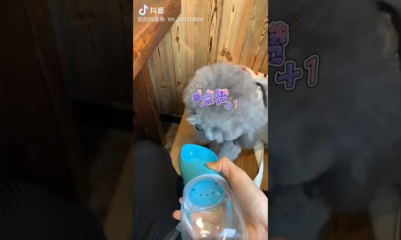 Cute Puppies Doing Funny Things, Cutest Puppies in Tiktok 2022 #Short2991